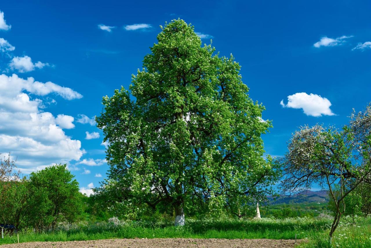 Pensiunea Agroturistica Casa Pribegilor Breb Экстерьер фото